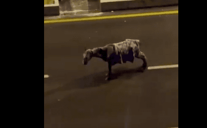 شاهد.. عواصف ثلجية تجتاح تركيا وفيديو لحصان يتجمّد