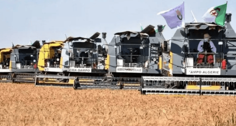 الجزائر تطرح مناقصة لشراء 50 ألف طن من القمح الصلد