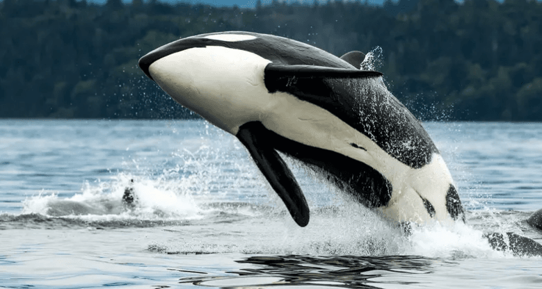 الحوت السفاح يثير رعب المغارية والسياح