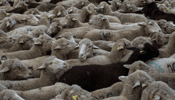 دولة عربية تلجأ إلى حيلة غريبة لبيع مليون أضحية