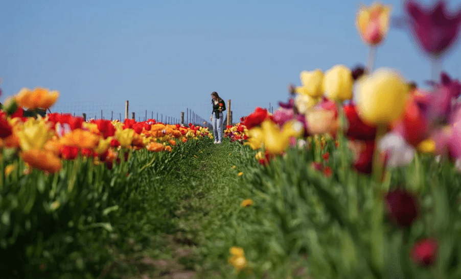 الرسوم الجمركية قد تقتلع زهور عيد الأم