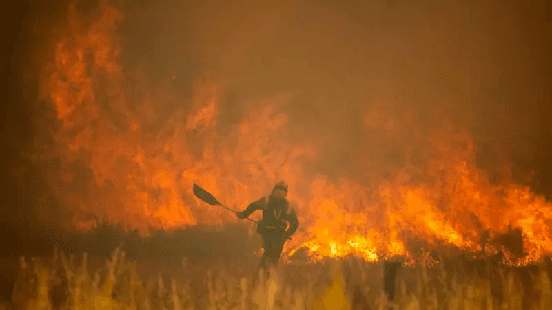 حرائق غابات تلتهم شرق ألمانيا.. و1000 رجل إطفاء يكافحون للسيطرة