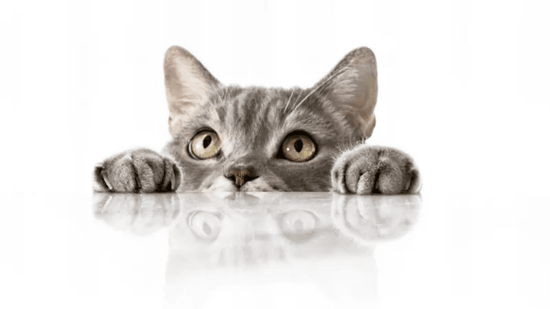 دراسة تحذر: تربية القطط قد تضاعف مخاطر اضطرابات عقلية