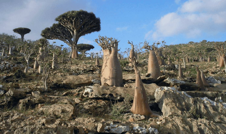 كيف تغير النفوذ الاقتصادي الإماراتي في اليمن خلال أسبوع؟