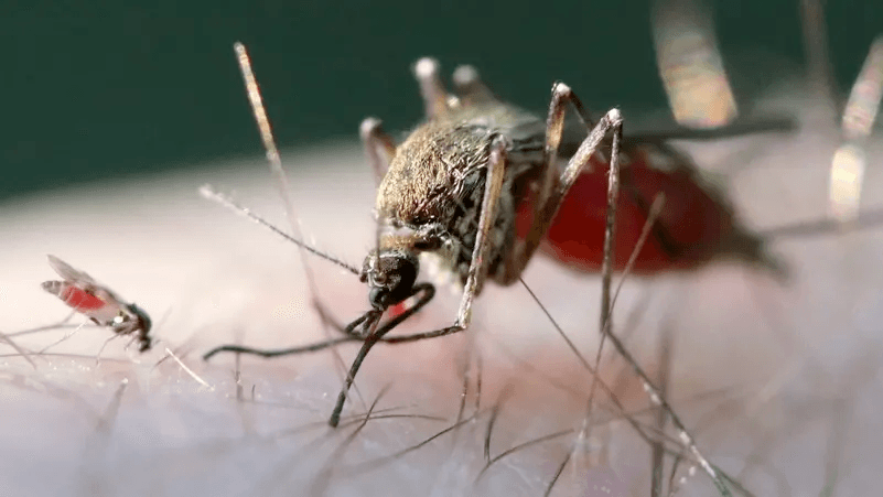 دواء تقليدي يفجر مفاجأة للقضاء على الملاريا الشديدة