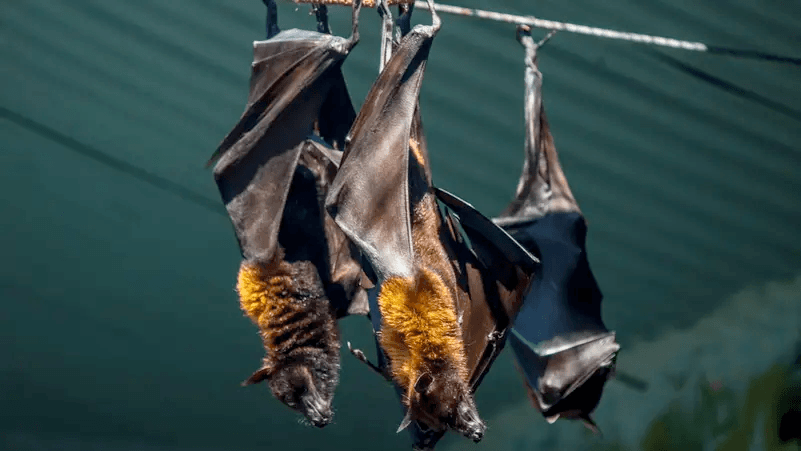 “فيروس القاتل” يعود للظهور في الهند: تحذيرات من معدل وفاة مرتفع