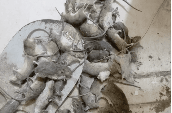 كارثة غامضة تهز السودان.. نهر عطبرة يثير الرعب