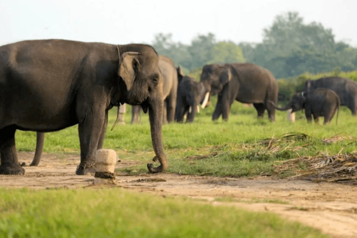 تصادم بين الإنسان والطبيعة: لامبونج تواجه خطر الأفيال البرية