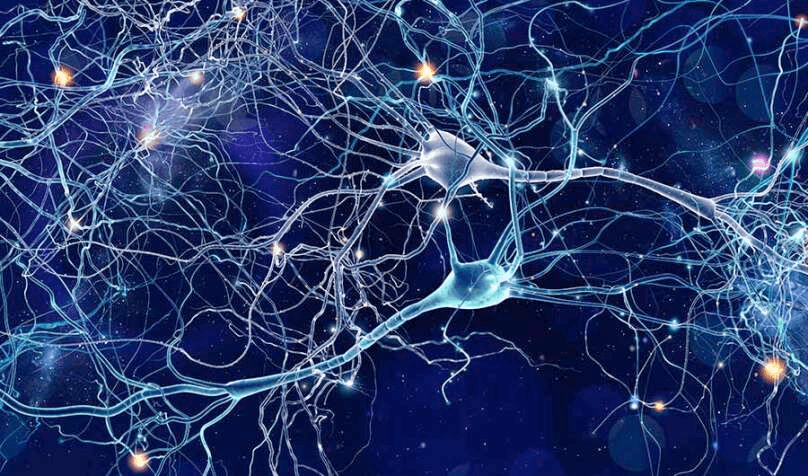 الدماغ مفتاح قوة التحمل: دراسة جديدة تكشف العلاقة بين التمارين وخلايا الدماغ