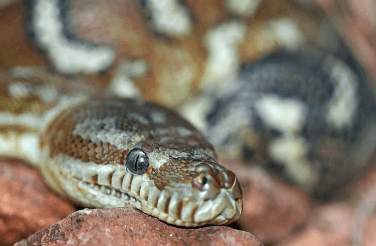 قاومت لمدة ساعتين.. امرأة تنجو من الموت بعد أن عصرها ثعبان ضخم