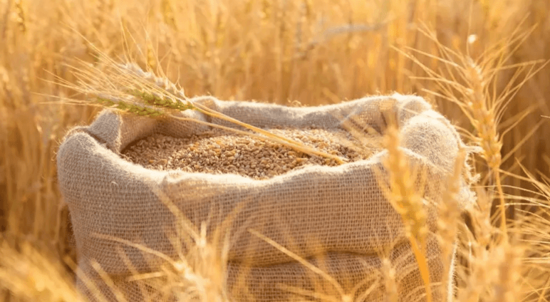 تونس تشتري 200 ألف طن القمح في مناقصة دولية