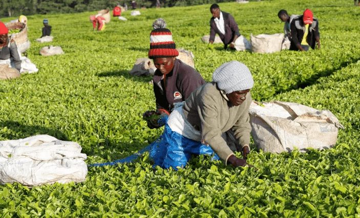 كينيا تواجه شبح أزمة بسبب نزاعات الشاي