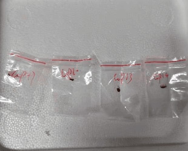 فضيحة بيولوجية.. أميركا تعتقل عالمة صينية في المطار!