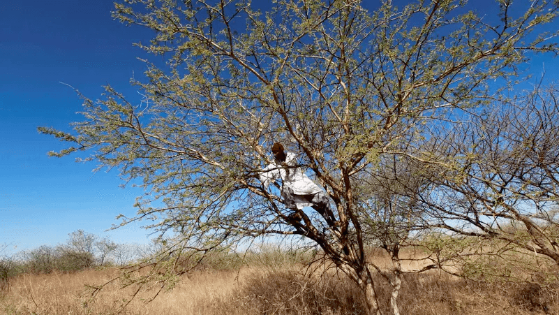 ذهب السودان المهرب: كيف حوّل حميدتي صمغ الهشاب إلى وقود لحرب الميليشيات؟