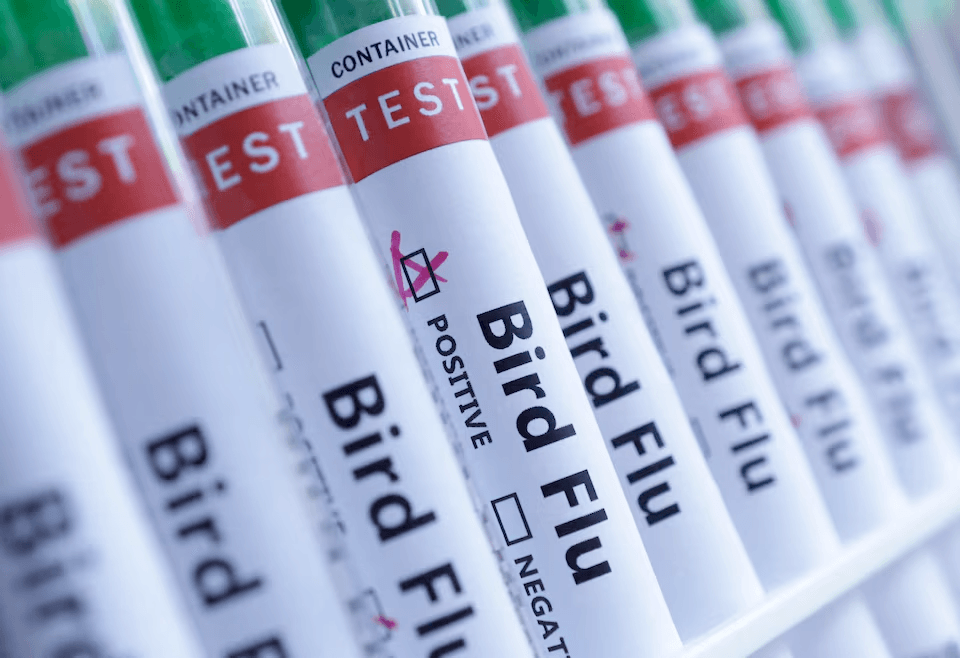 فرنسا تحذر: إنفلونزا الطيور ترتفع إلى مستوى خطر مرتفع