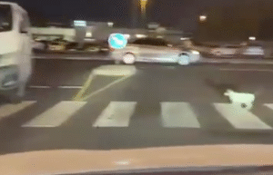 لن تصدّق.. في دبي حتى القطط صارت تمشي على النظام